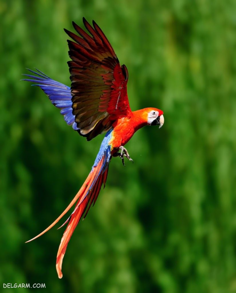 عکس طوطی
