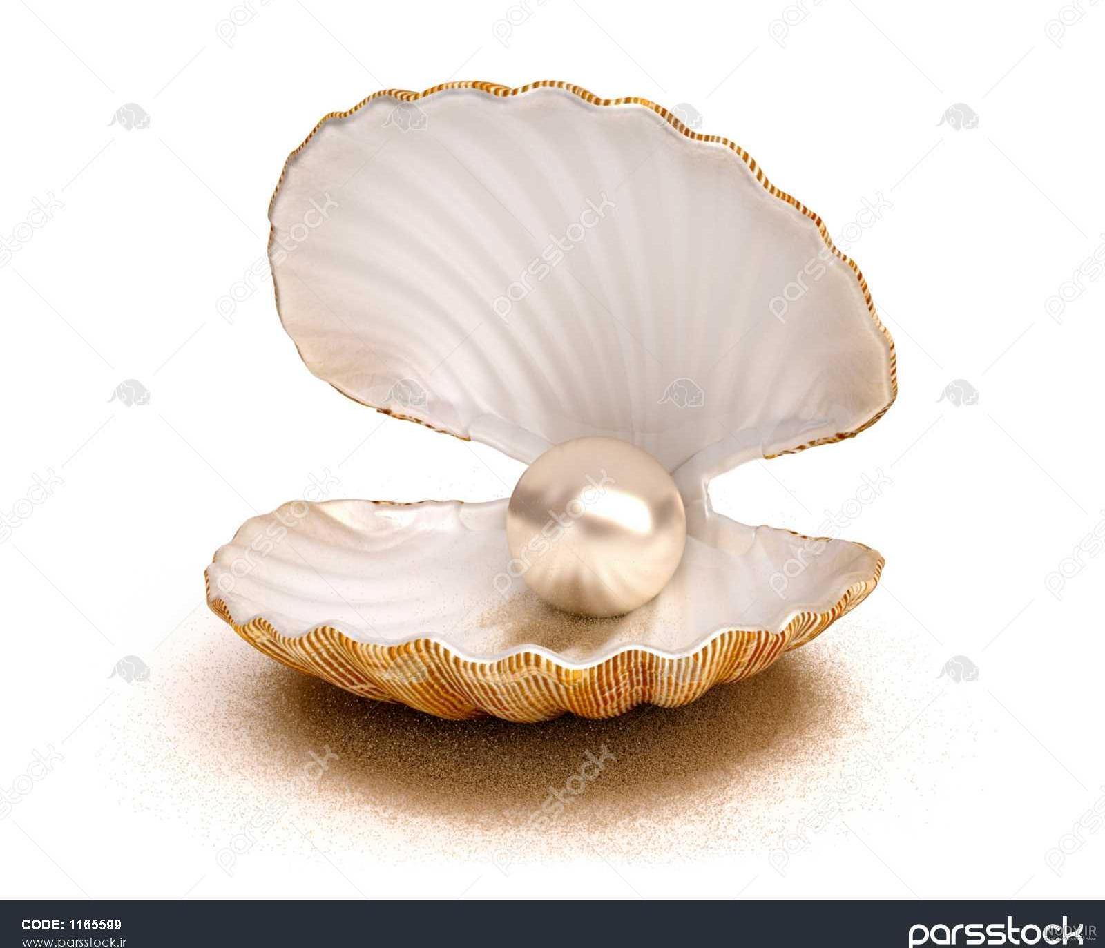عکس صدف